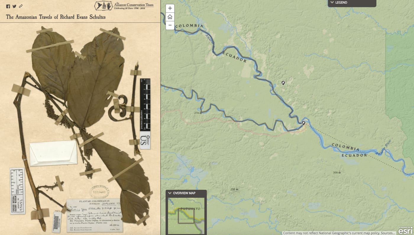 'The Amazonian Travels of Richard Evans Schultes' (screenshot by the author for Hyperallergic)