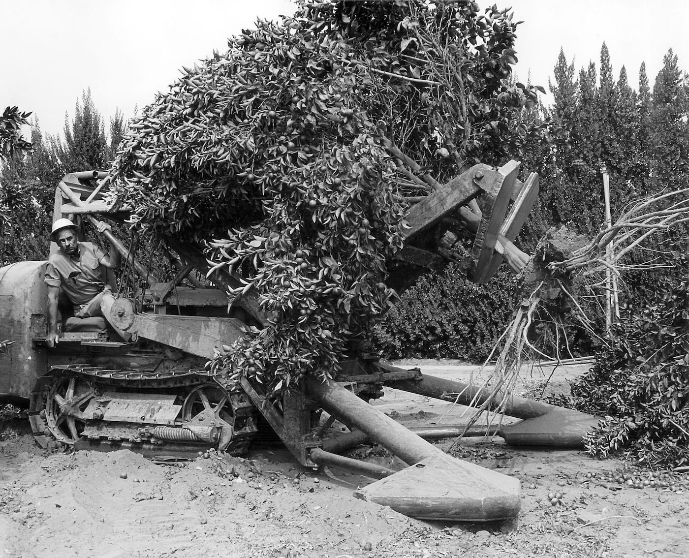 Weldon Field uprooting an orange tree (courtesy Yale University Press)