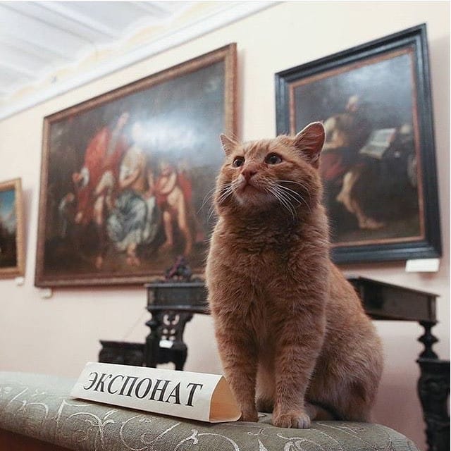 Marai the cat at Serpukhov's Museum of History and Art (photo via @sluhserp/Instagram)