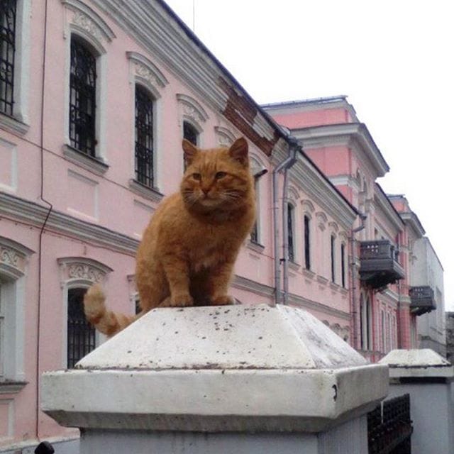 Marai the cat (photo via @oka_info/Instagram)