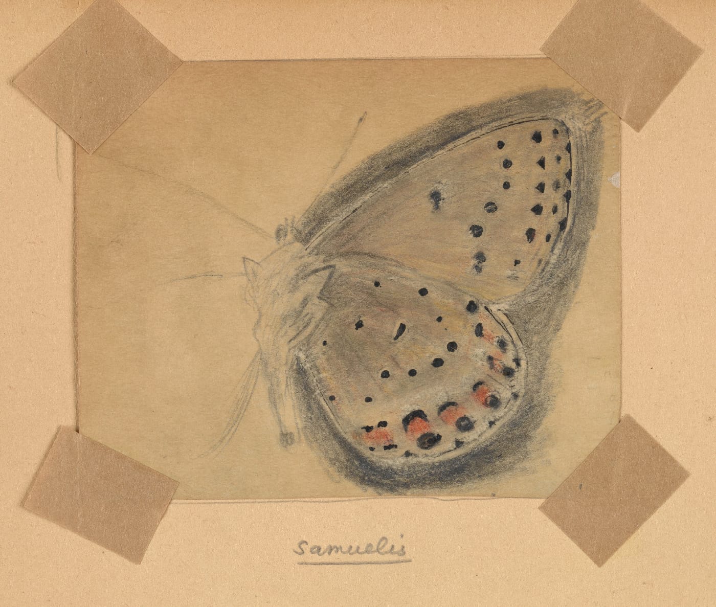 Fine Lines: Vladimir Nabokov's Scientific Art 