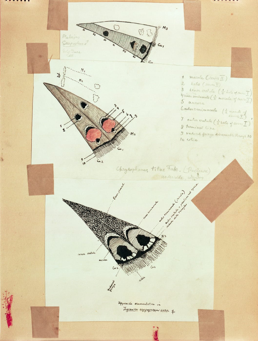 Color Plate 56, comparative maculation schematics of Cells M3 and CuA1 on the undersurface hind wing of three taxa (© Vladimir Nabokov. courtesy of the Vladimir Nabokov Archive at the Berg Collection, New York Public Library, used by permission of the Wylie Agency LLC)