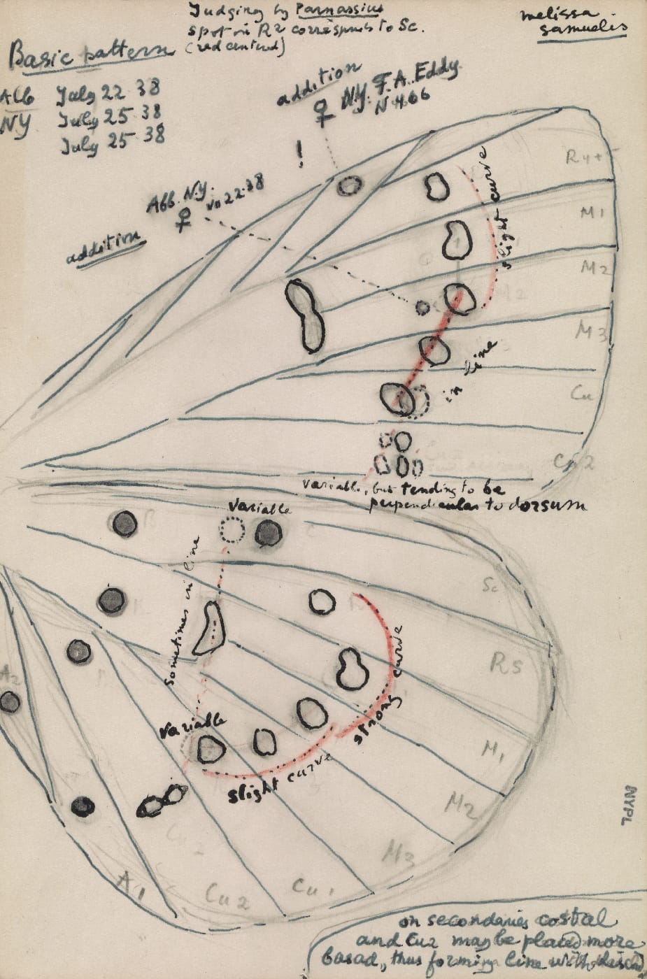 Figure 41 [Lycaeides melissa samuelis] (© Vladimir Nabokov. courtesy of the Vladimir Nabokov Archive at the Berg Collection, New York Public Library, used by permission of the Wylie Agency LLC)