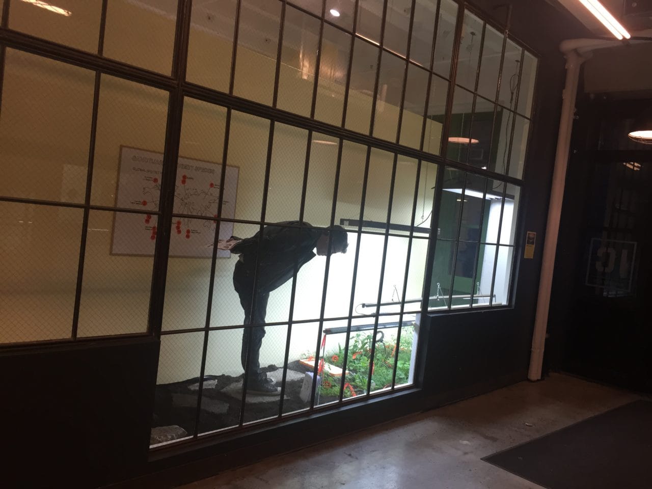 Sanctuary for Weedy Species, (Winter, 2015-16)