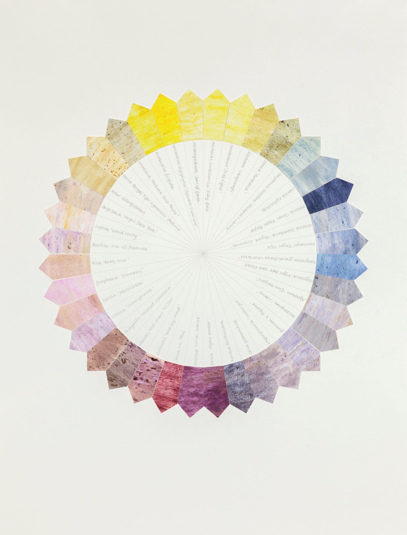 Linda Stillman, "Conservatory Garden: Collect" (2016 flower stains on paper, graphite, varnish. Photo by Jeanette May