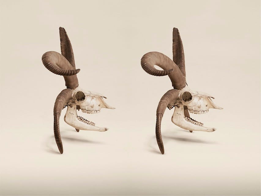 Jim Naughten: Animal Kingdom