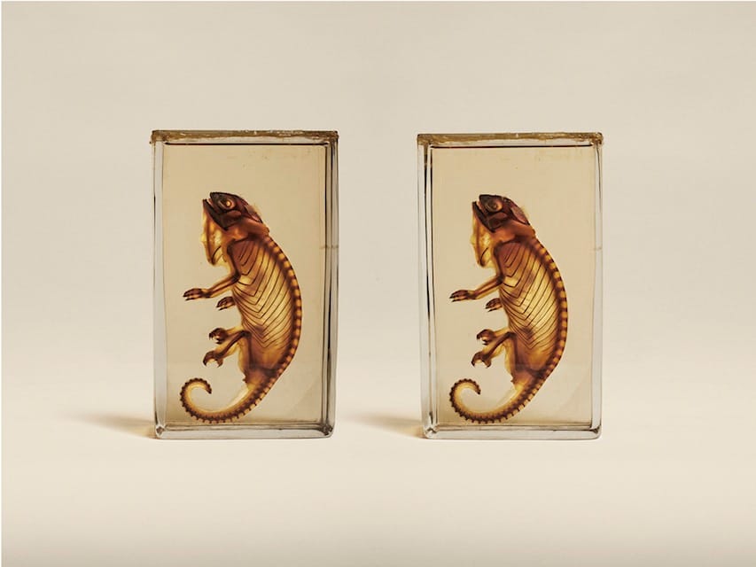 Jim Naughten: Animal Kingdom