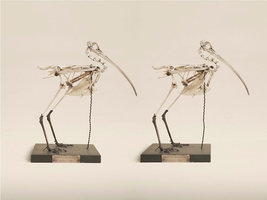 Jim Naughten: Animal Kingdom