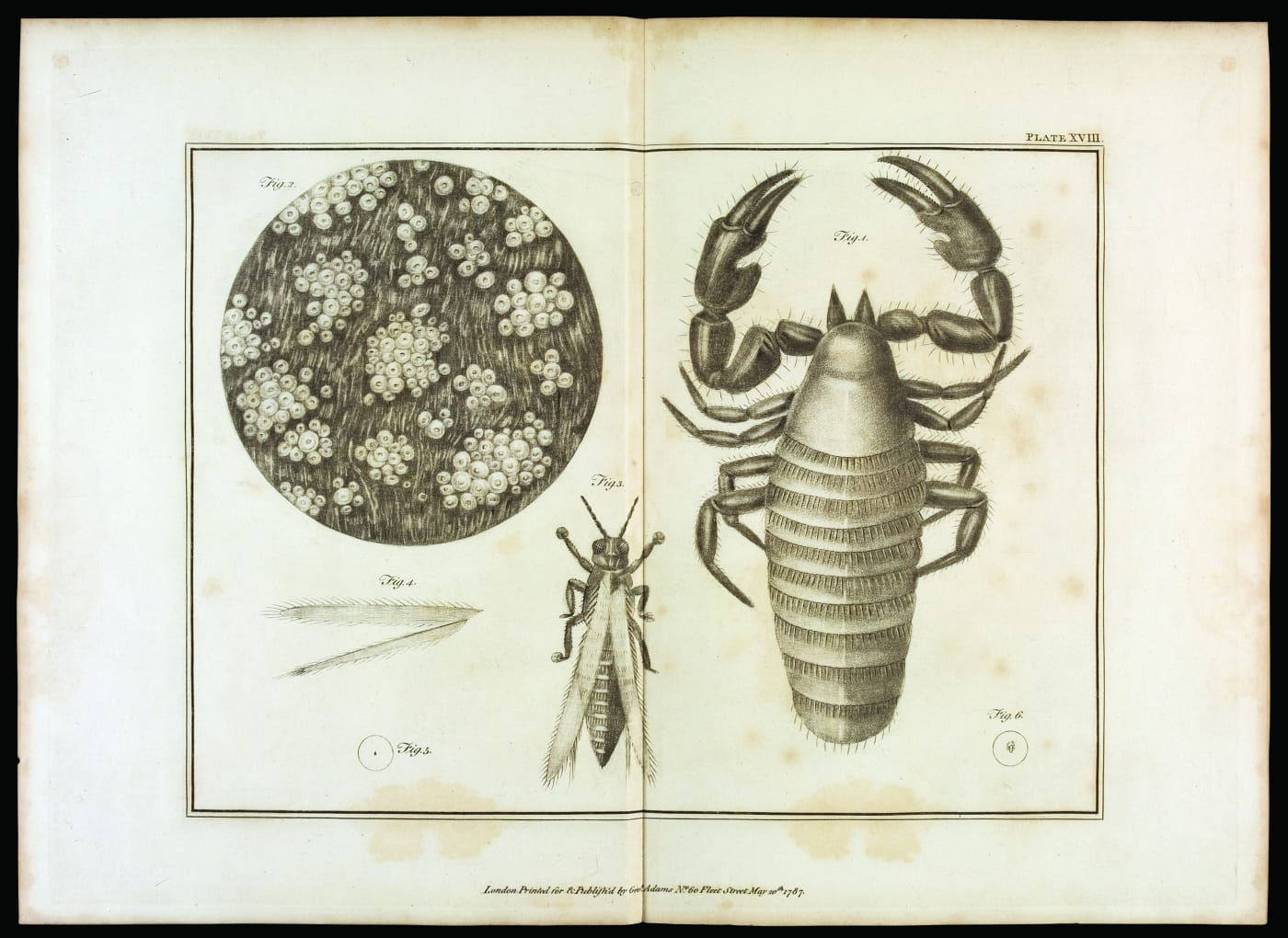 Plate XVIII from Volume 2 of 'Essays on the Microscope' by George Adams, 2nd edition, with additions by Frederick Kanmacher (printed by Dillon and Keating in London, 1798) (courtesy Juliette K. and Leonard S. Rakow Research Library, Corning Museum of Glass)
