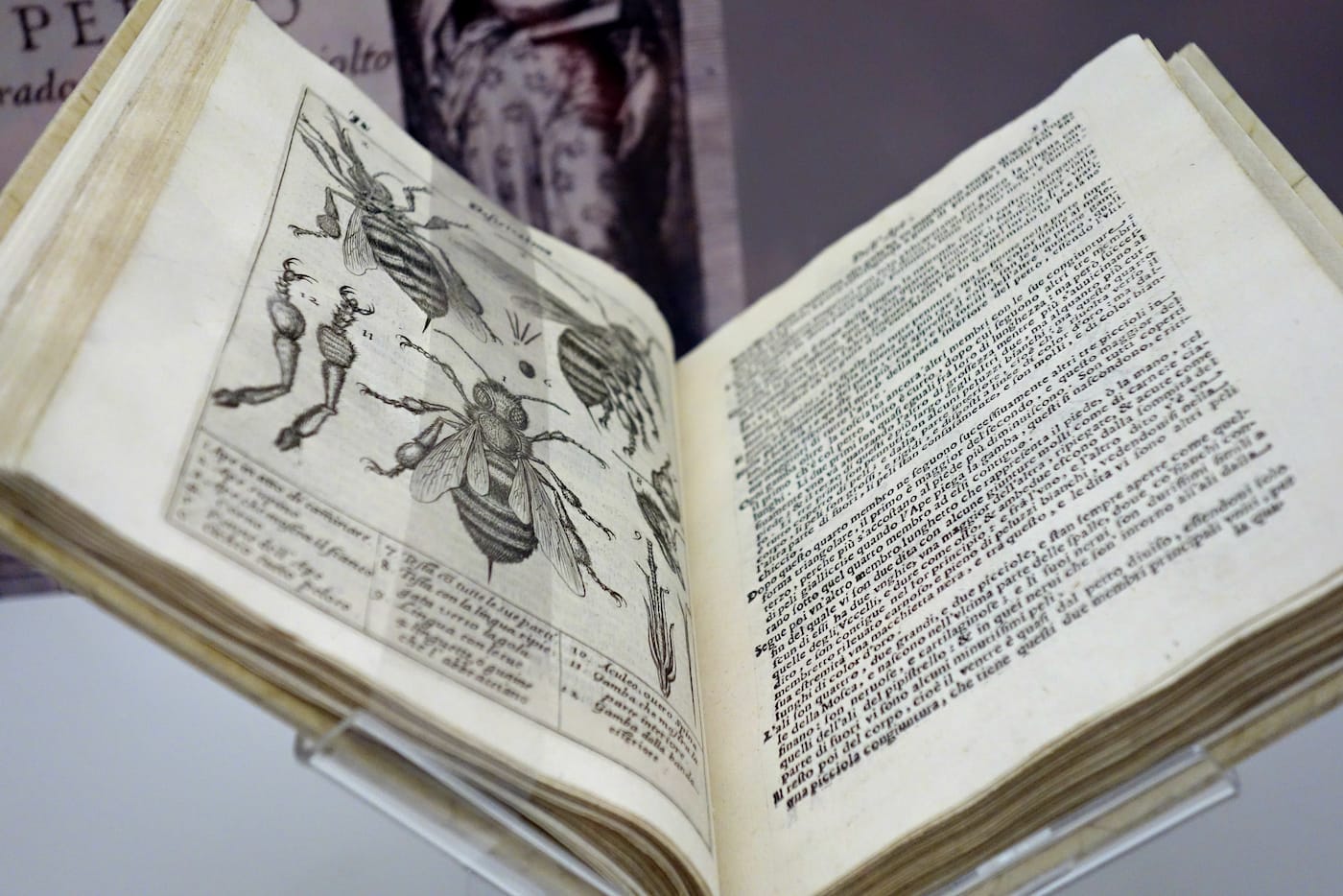 Revealing the Invisible: The History of Glass and the Microscope