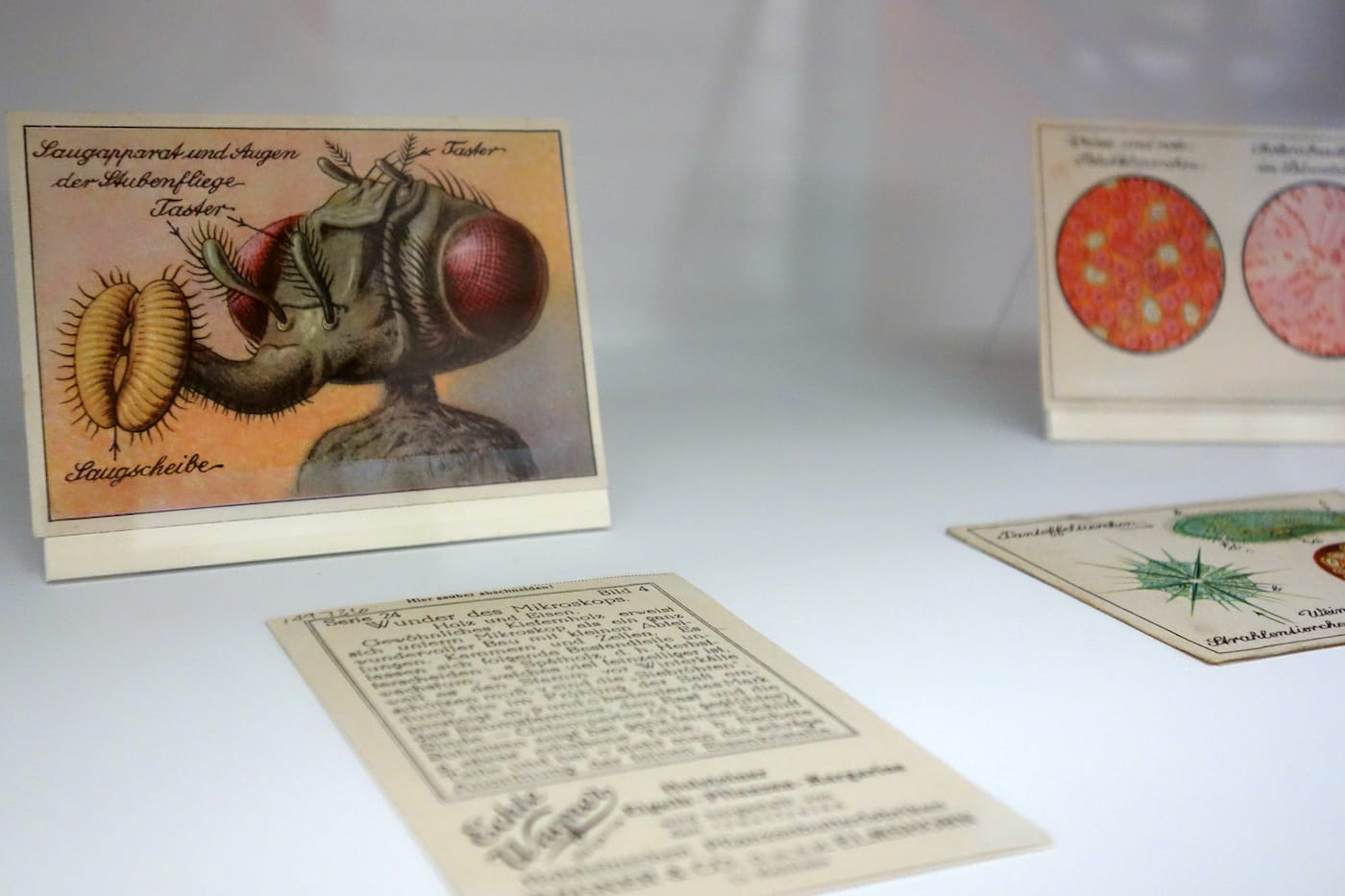 Revealing the Invisible: The History of Glass and the Microscope