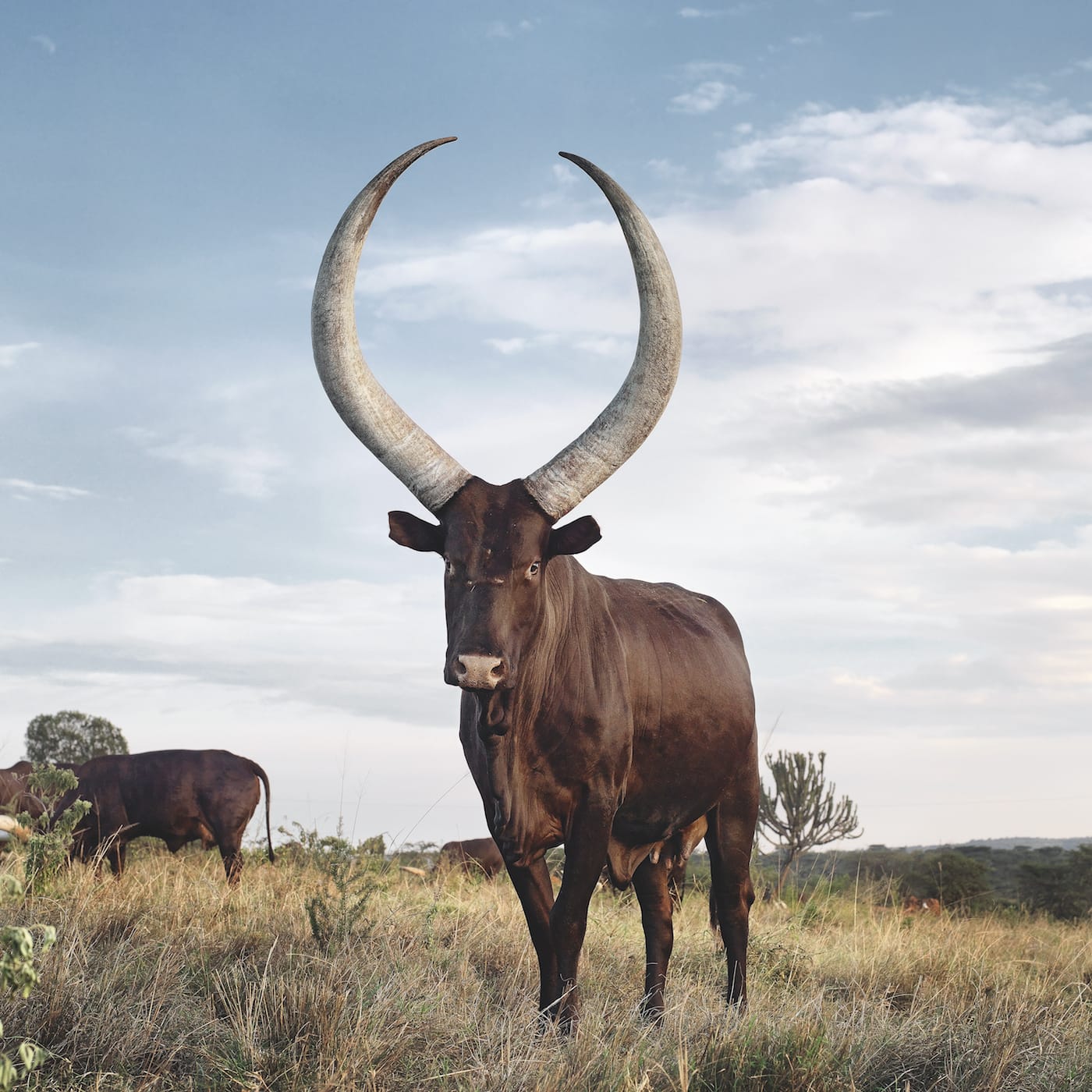 Ankole 06. Outside Mbarara, Kiruhura district, Western Region, Uganda, 2012
