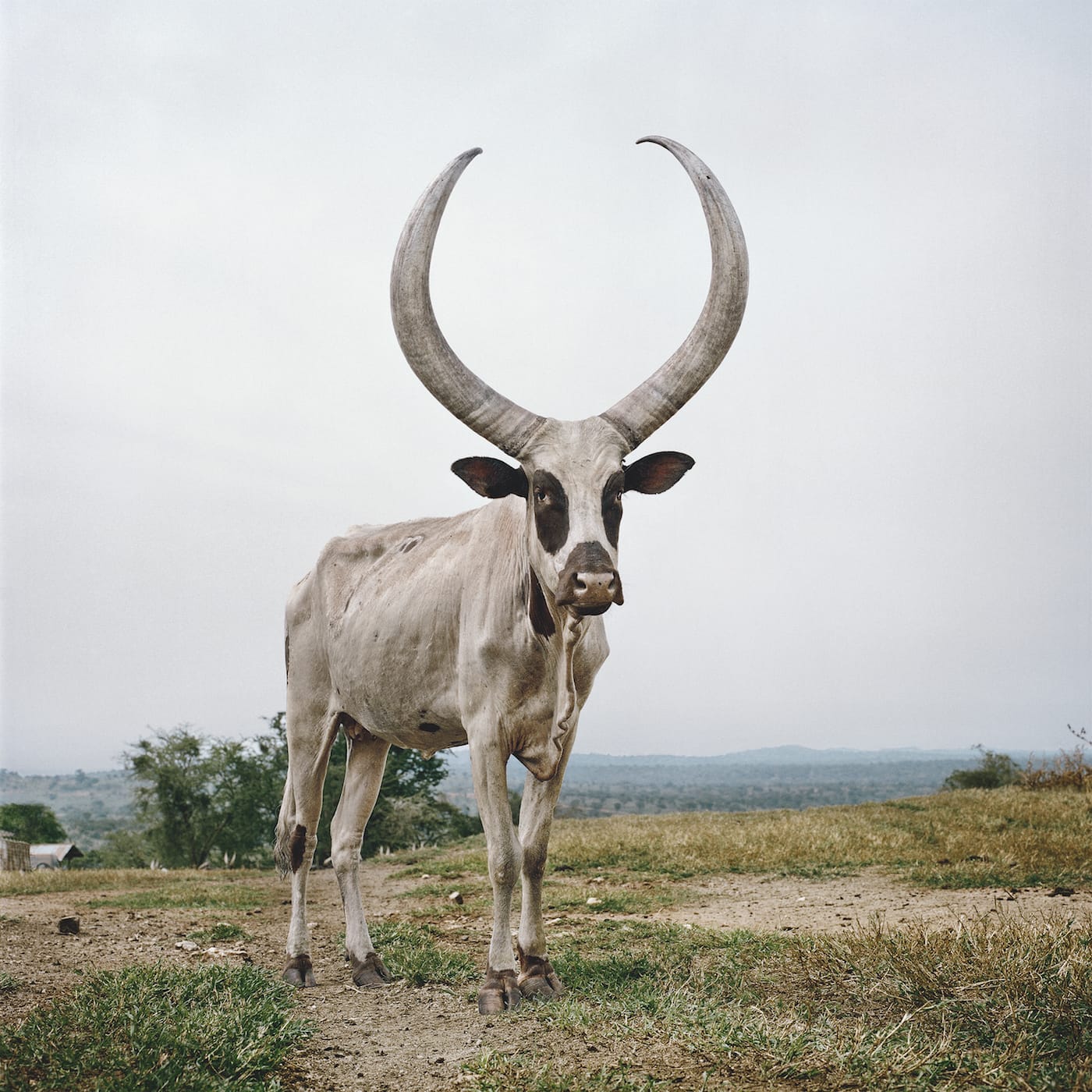 Ankole 18. Kiruhura district, Western Region, Uganda, 2012