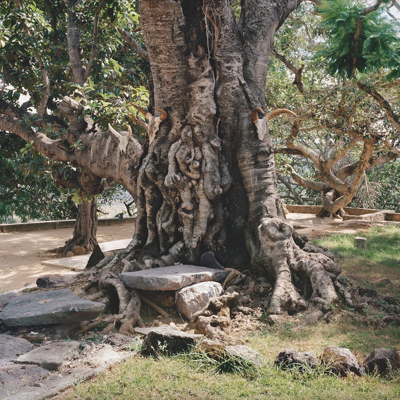 Sacrificial tree. Royal hill of Ambohimanga, Antananarivo, Analamanga, Madagascar, 2013