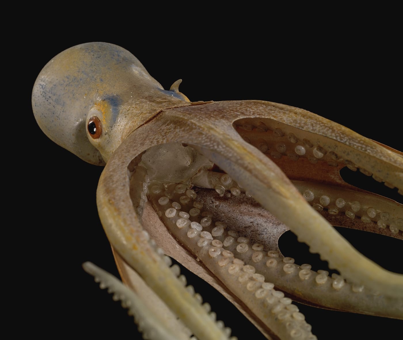 Fragile Legacy: The Marine Invertebrate Glass Models of Leopold and Rudolf Blaschka