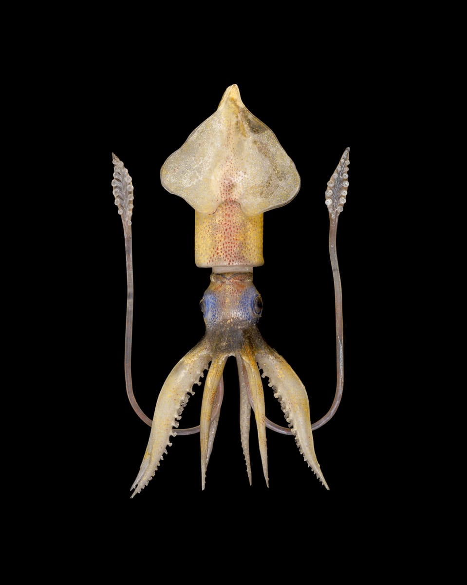 Fragile Legacy: The Marine Invertebrate Glass Models of Leopold and Rudolf Blaschka
