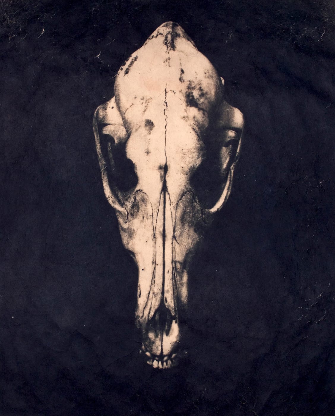 Leah Sobsey: Collections