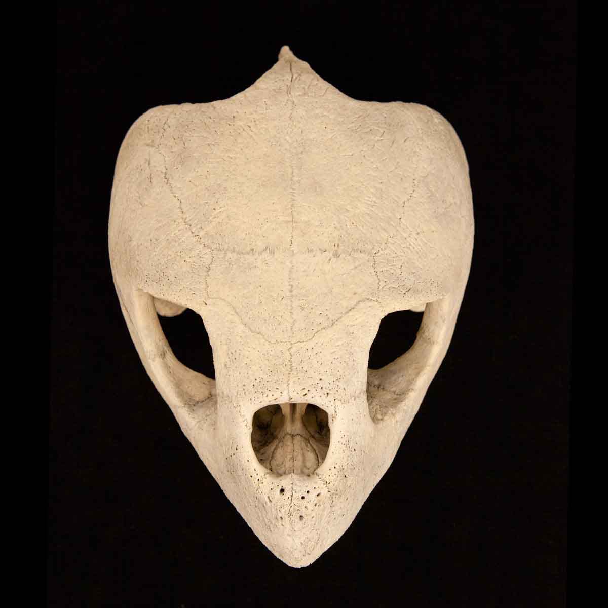 Leah Sobsey: Collections