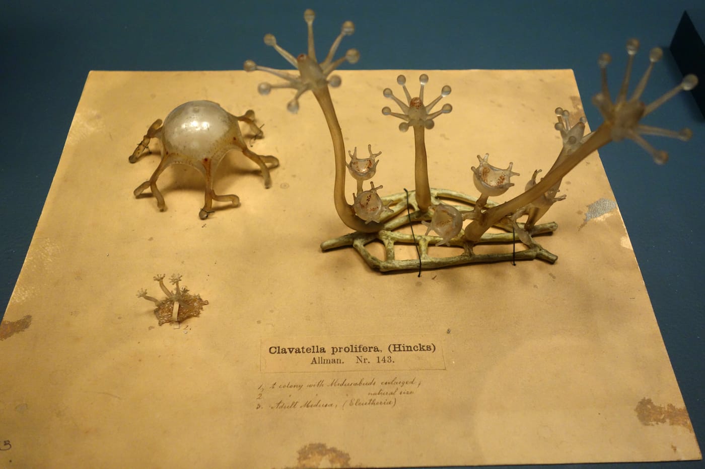 Fragile Legacy: The Marine Invertebrate Glass Models of Leopold and Rudolf Blaschka