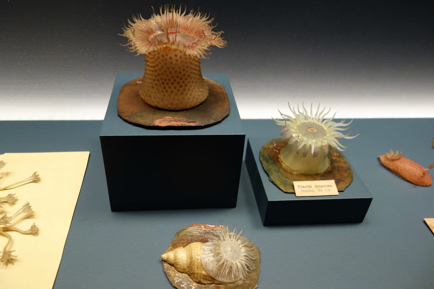 Fragile Legacy: The Marine Invertebrate Glass Models of Leopold and Rudolf Blaschka