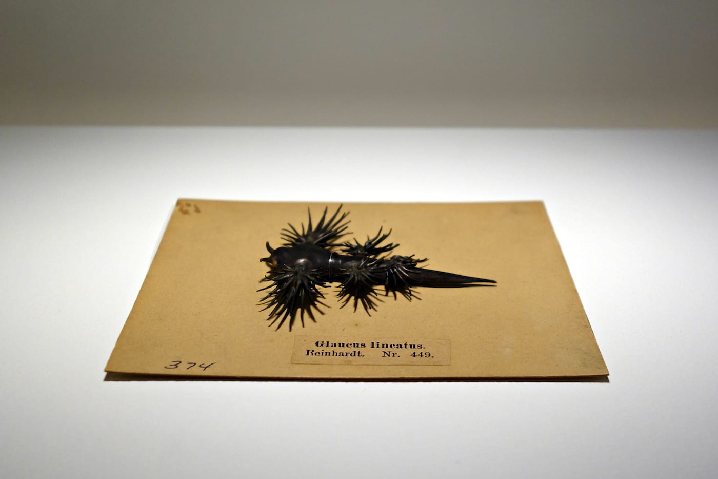 Fragile Legacy: The Marine Invertebrate Glass Models of Leopold and Rudolf Blaschka