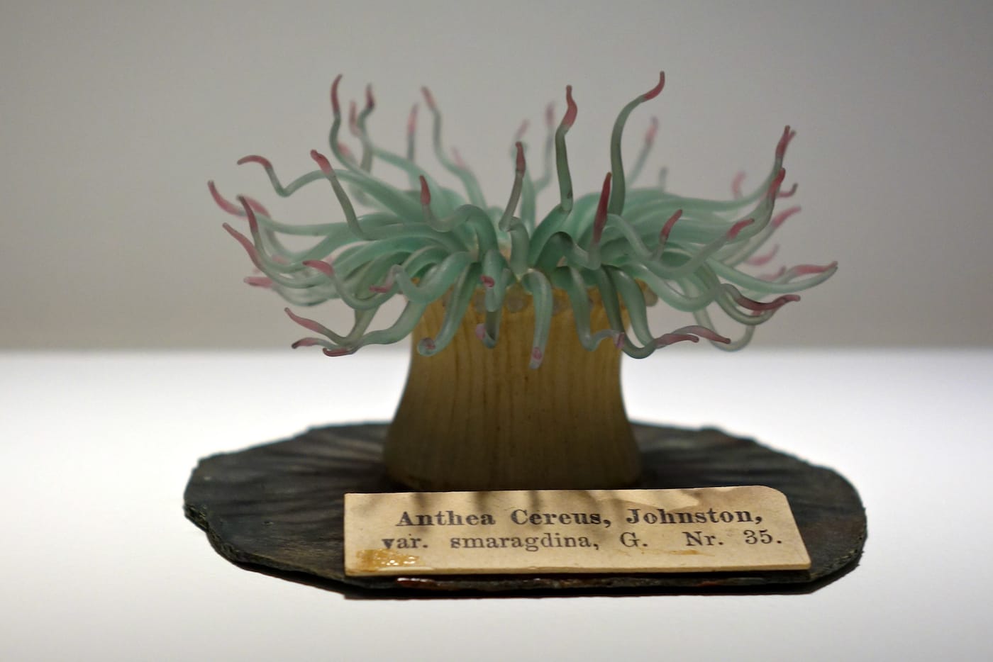 Fragile Legacy: The Marine Invertebrate Glass Models of Leopold and Rudolf Blaschka