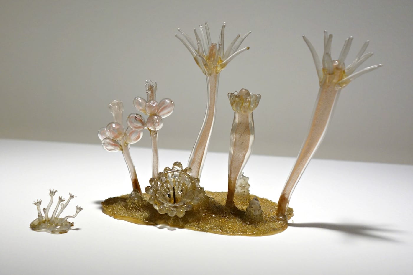 Fragile Legacy: The Marine Invertebrate Glass Models of Leopold and Rudolf Blaschka