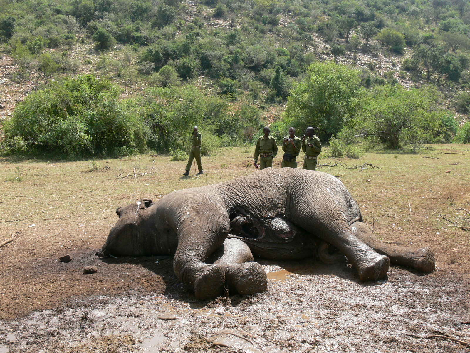 Rangers with an elephant killed by poachers (source).
