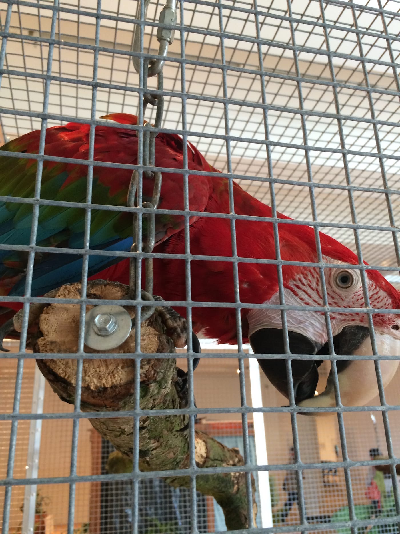 Macaw in Hélio Oiticica, "Tropicália" (1966–1967)