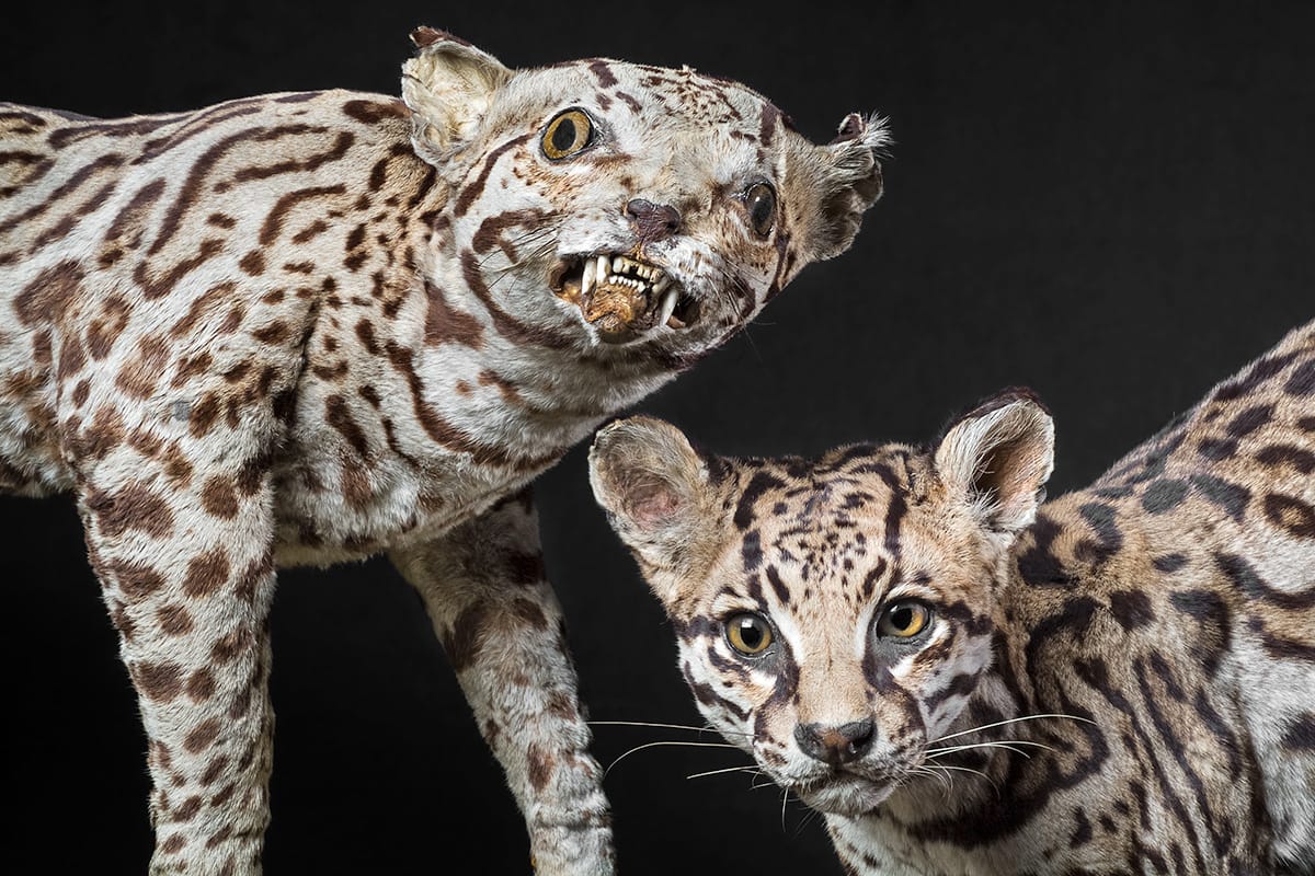 Two ocelots, one by a 19th century taxidermist, another from 1934 (courtesy Museum für Naturkunde Berlin)