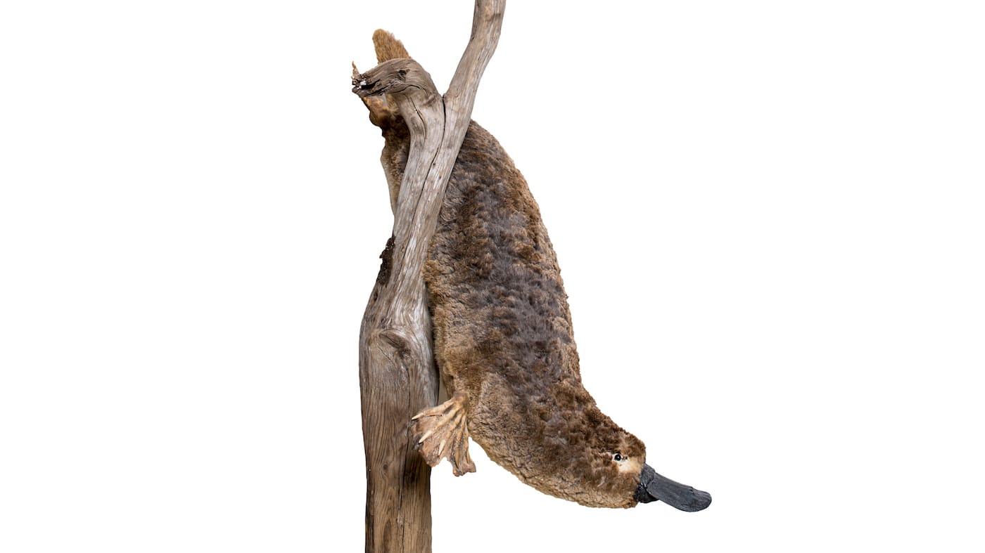 A taxidermy platypus climbing a tree (which they do not do) (photo by Matteo De Stefano, via MUSE - Science Museum/Wikimedia)