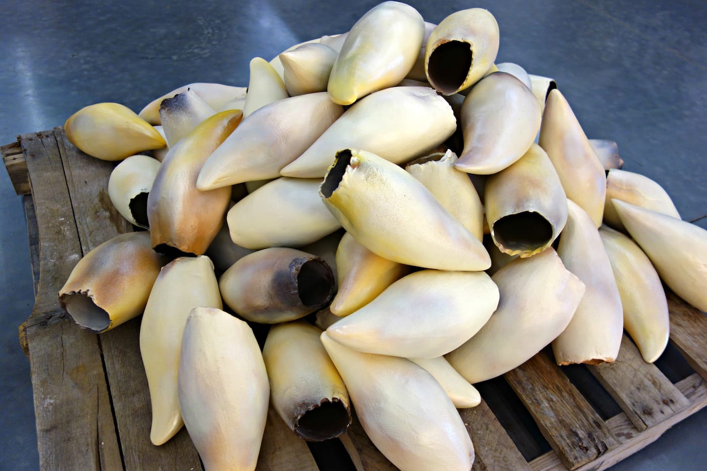 Installation view of 'Radical Seafaring' at the Parrish Art Museum