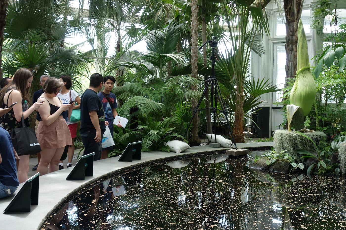 The corpse flower at the New York Botanical Garden (photo by the author for Hyperallergic)