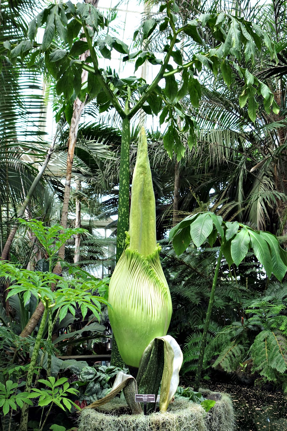 The corpse flower at the New York Botanical Garden (photo by the author for Hyperallergic)
