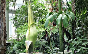 A Corpse Flower Is About to Bloom in the Bronx, Unleashing Its Sensational Stench