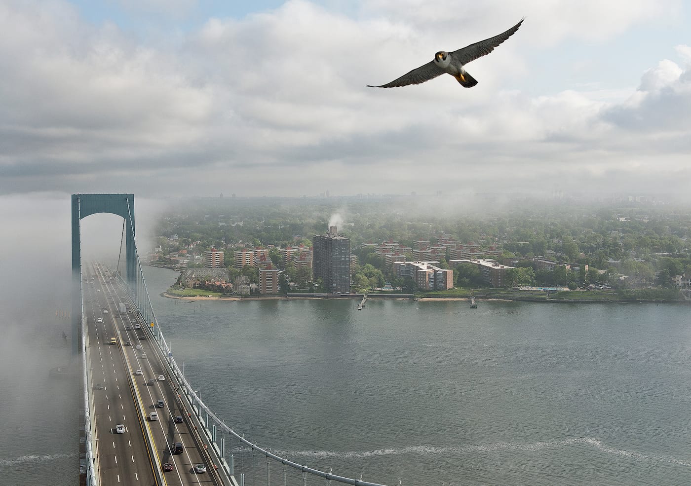 A peregrine falcon flying by the Throgs Neck Bridge in New York City (photo by Patrick Cashin/Metropolitan Transportation Authority)