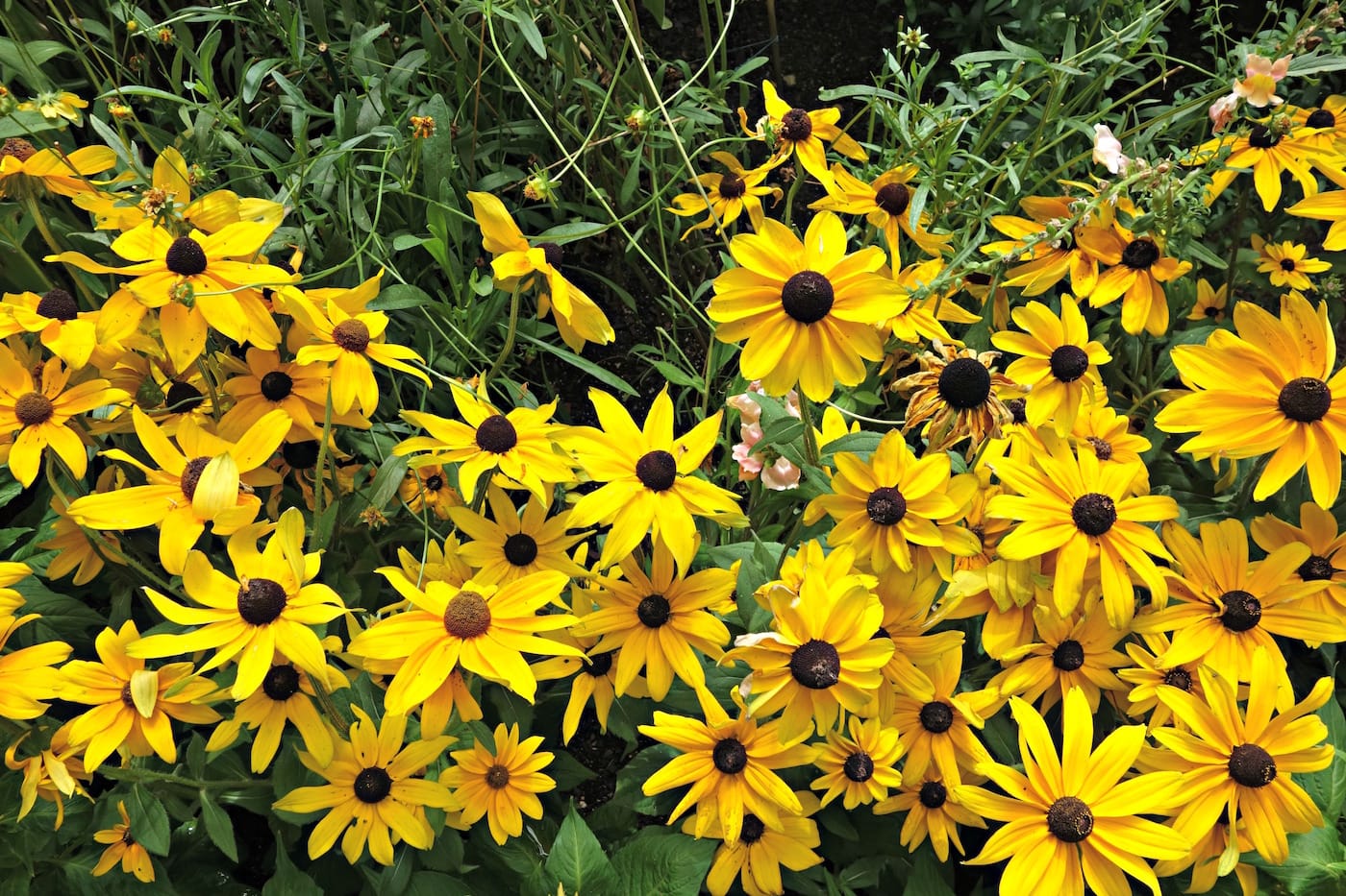 Installation view of 'Impressionism: American Artists on Canvas' at the New York Botanical Garden