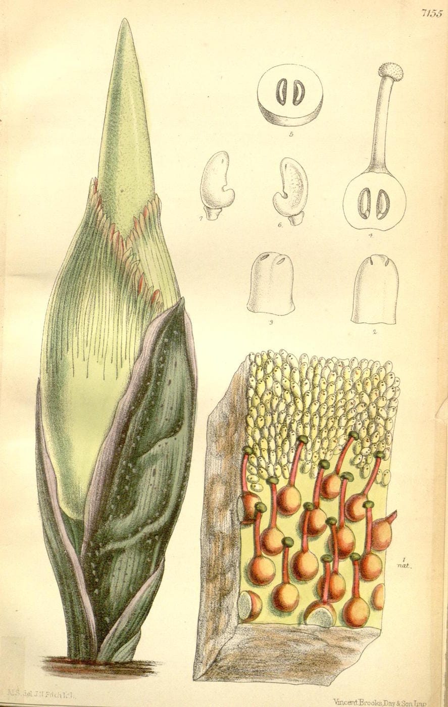 Illustration of the 1889 Royal Botanic Gardens at Kew corpse flower by Matilda Smith (via Curtis's Botanical Magazine/Biodiversity Heritage Library)