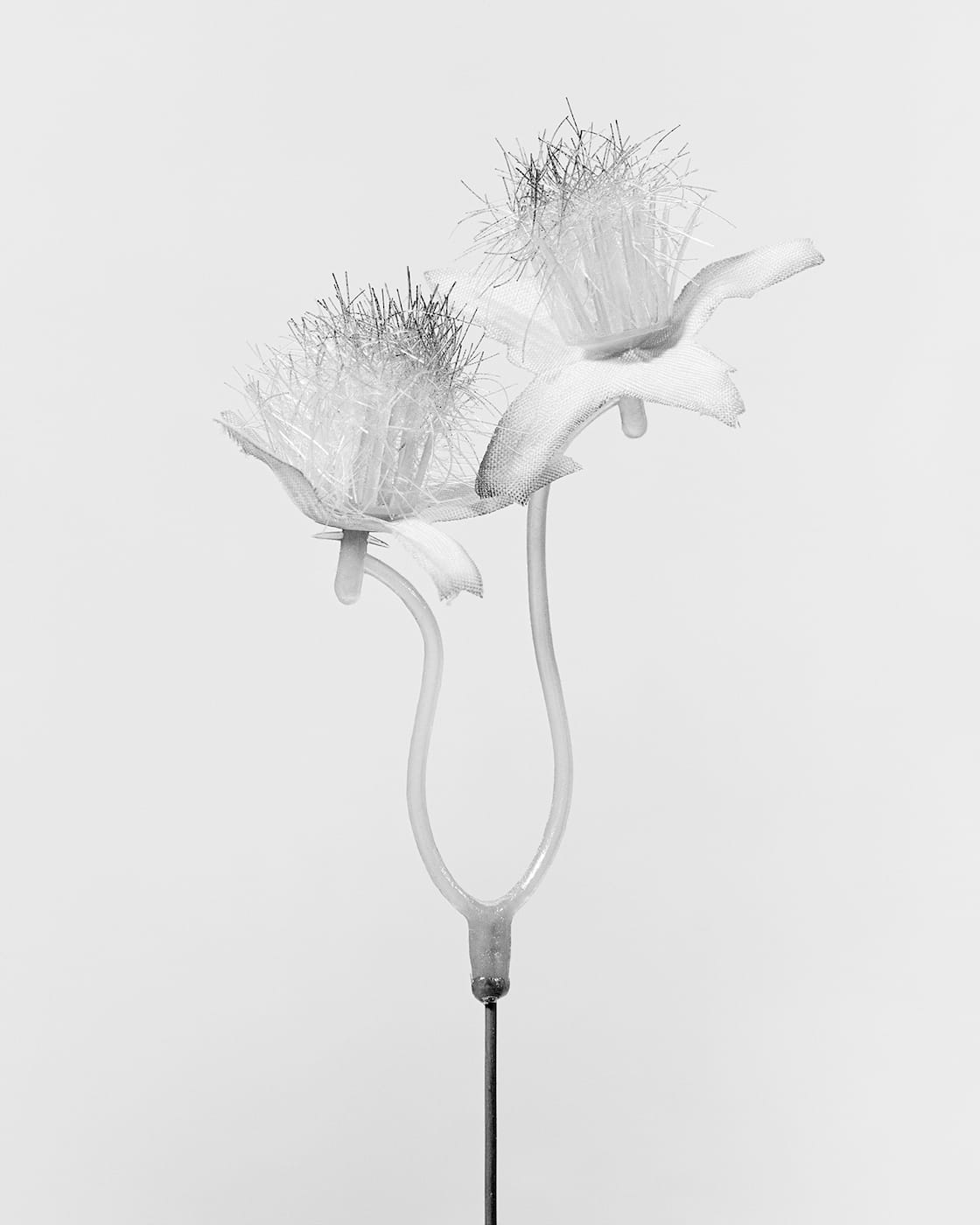 Robert Voit: The Alphabet of New Plants