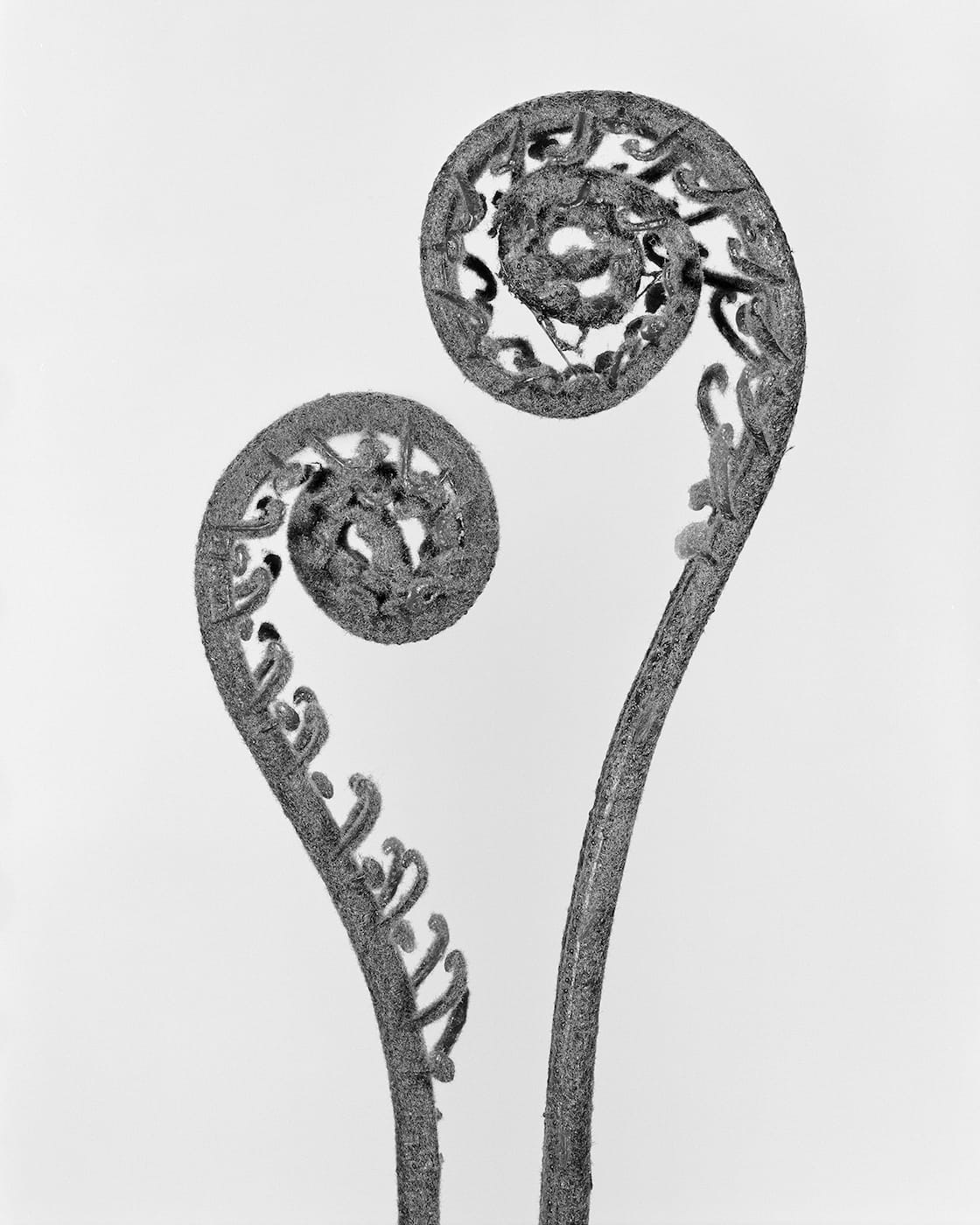 Robert Voit: The Alphabet of New Plants