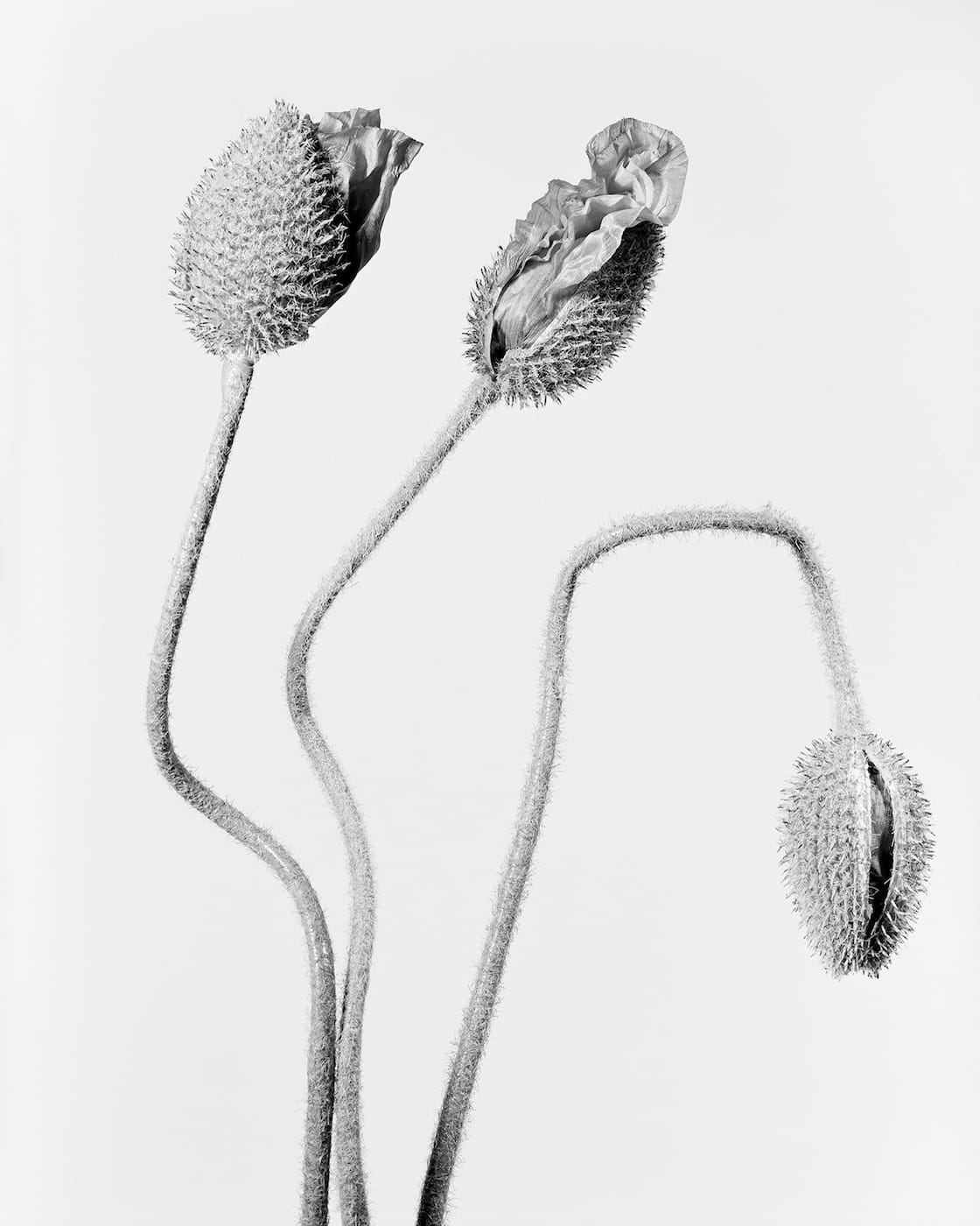 Robert Voit: The Alphabet of New Plants