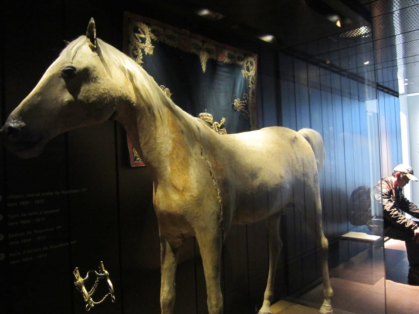 Vizir the horse in 2014 (photo by the author for Hyperallergic)