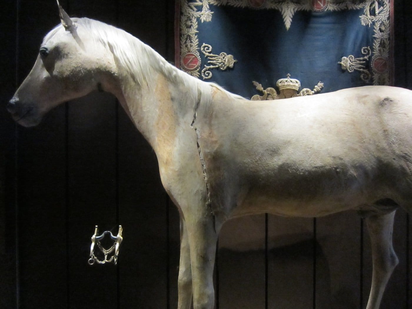 Vizir the horse in 2014 (photo by the author for Hyperallergic)