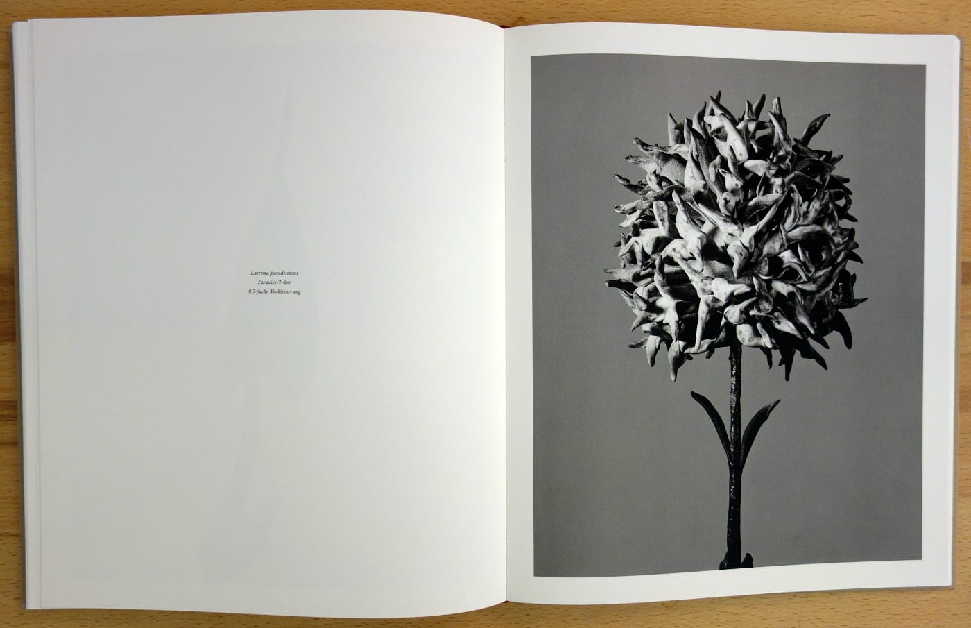 Pages from 'Robert Voit: The Alphabet of New Plants' (photo of the book for Hyperallergic)