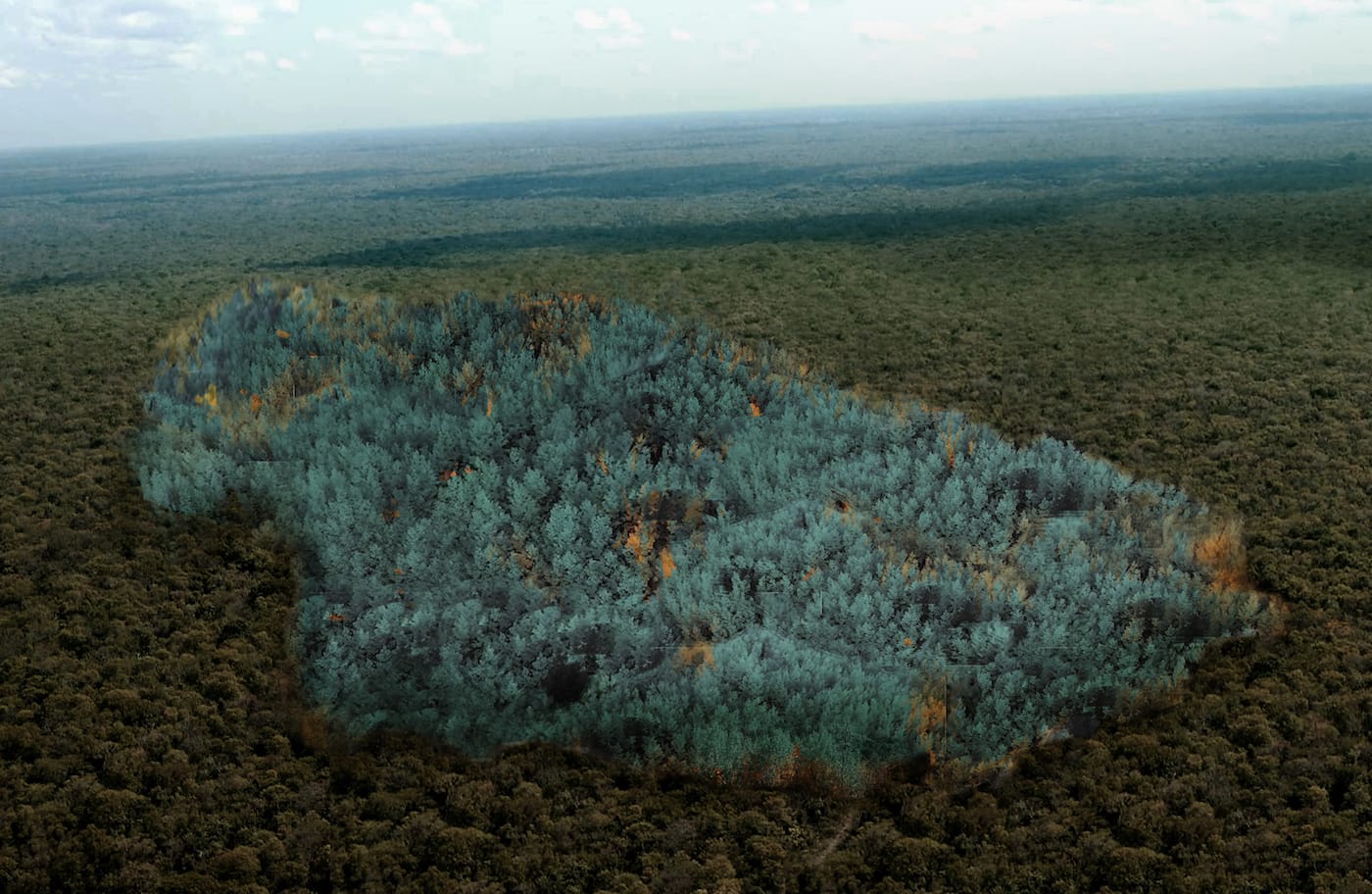 Stéfane Perraud and Aram Kebabdjian's "La Zone Bleue" proposal for a genetically modified blue forest (courtesy Andra)