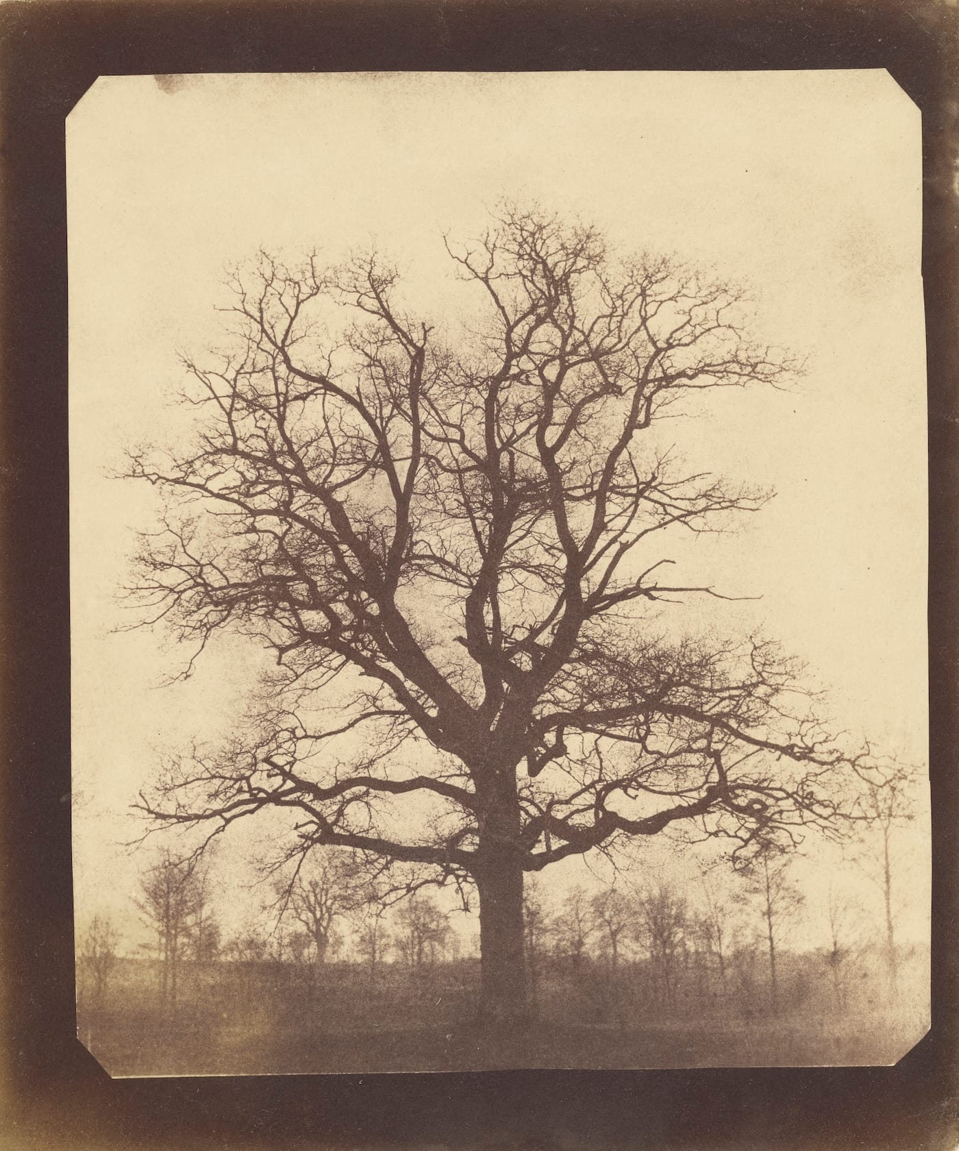An Oak Tree in Winter; William Henry Fox Talbot (English, 1800 - 1877); probably 1842 - 1843; Salted paper print; 19.4 x 16.6 cm (7 5/8 x 6 9/16 in.); 84.XM.893.1
