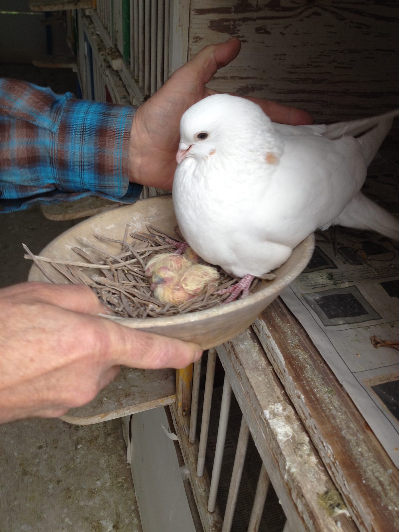 Anton van Dalen_Pigeon and chicks