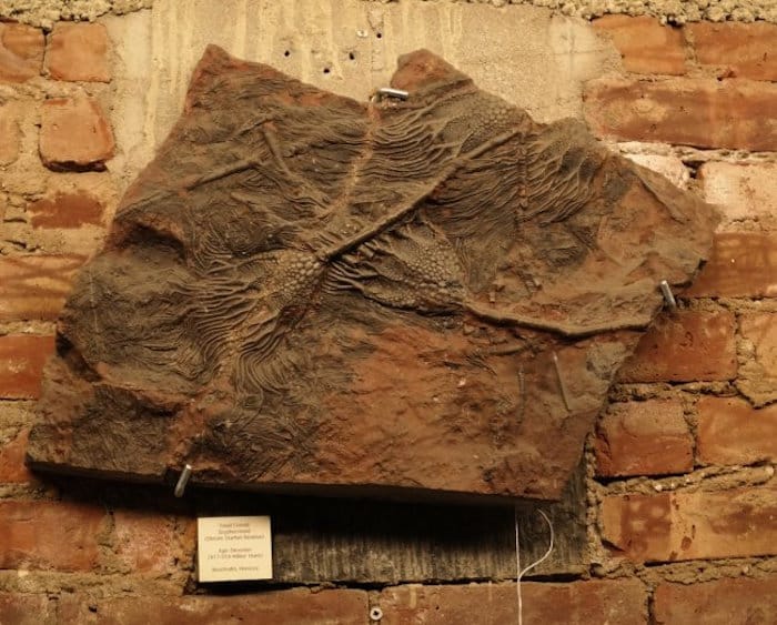Fossil, Crinoid Scyphocrinoid, Est 900-2500, Start 500