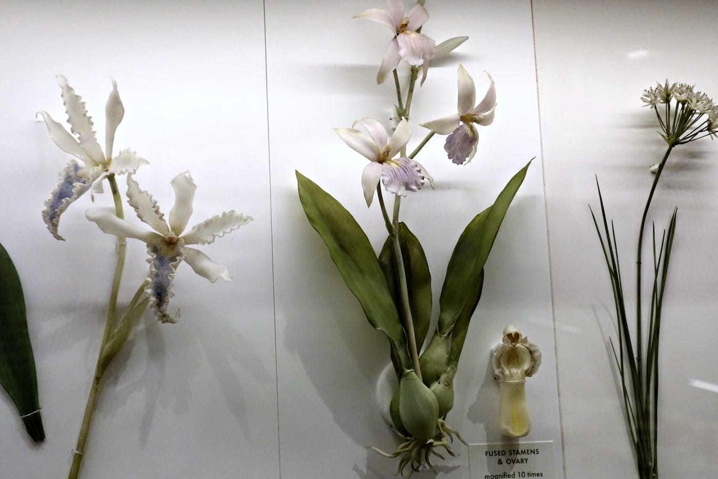 Installation view of the Glass Flowers Gallery at the Harvard Museum of Natural History