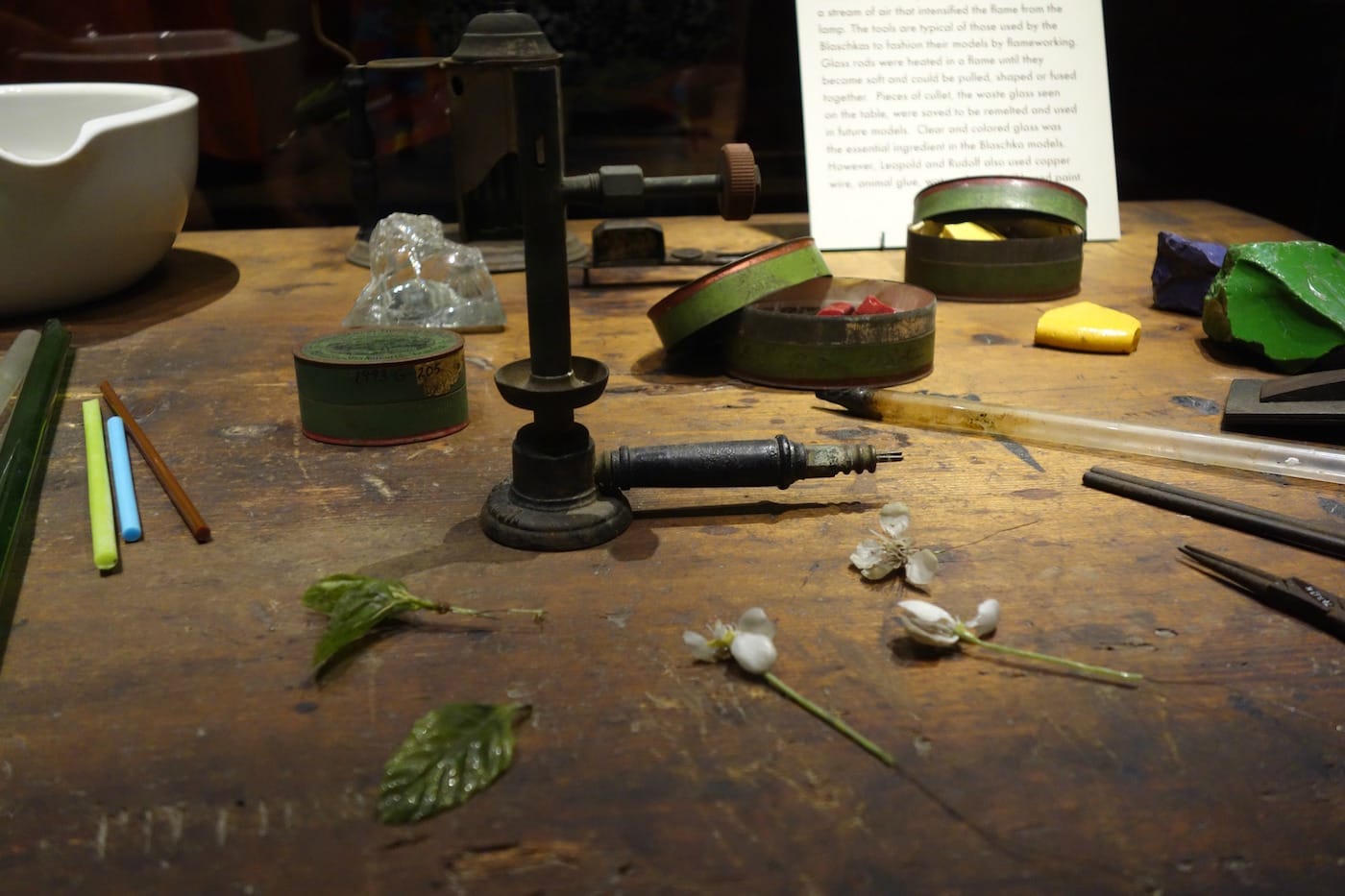 Installation view of the Glass Flowers Gallery at the Harvard Museum of Natural History